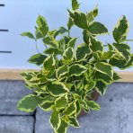 Vajgela kvetnatá (Weigela florida) ´NANA VARIEGATA´®  výška: 30-50 cm, kont. C2L